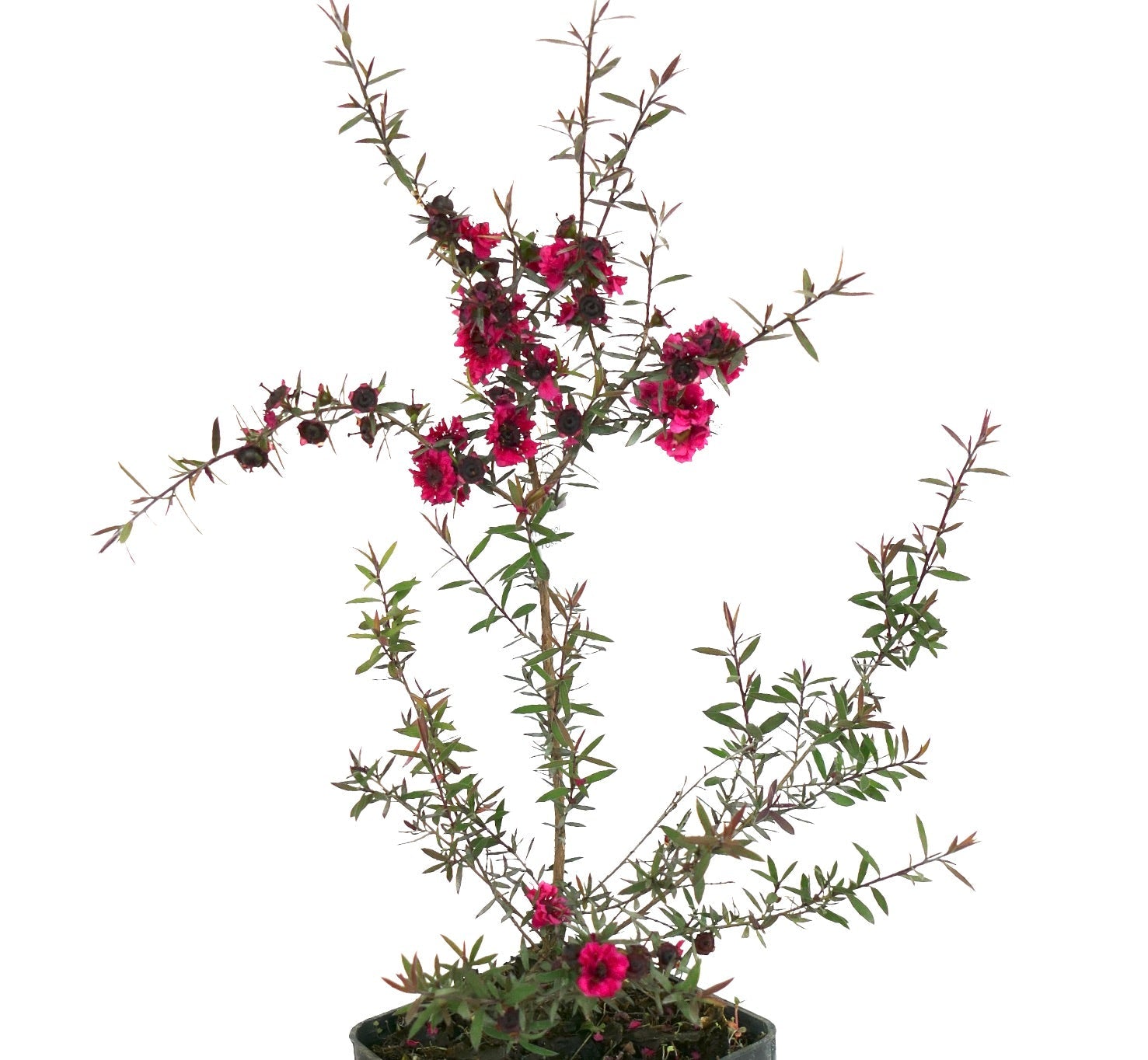 Arbusto Leptospermum scoparium cv 'Red Damask' con rami sottili e fiori rosa acceso