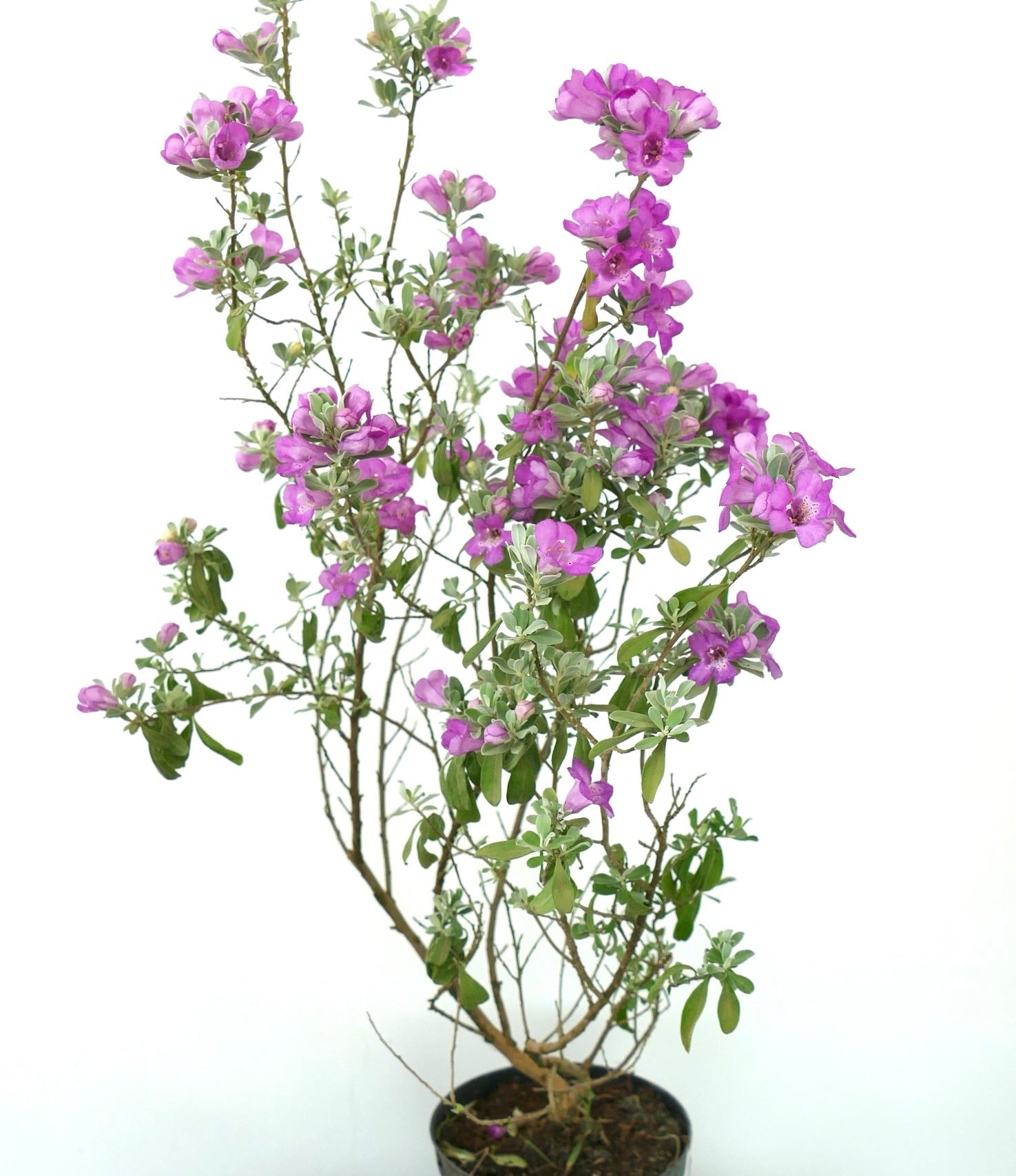 Arbusto fiorito di Leucophyllum frutescens con foglie argentate e vivaci fiori viola in vaso