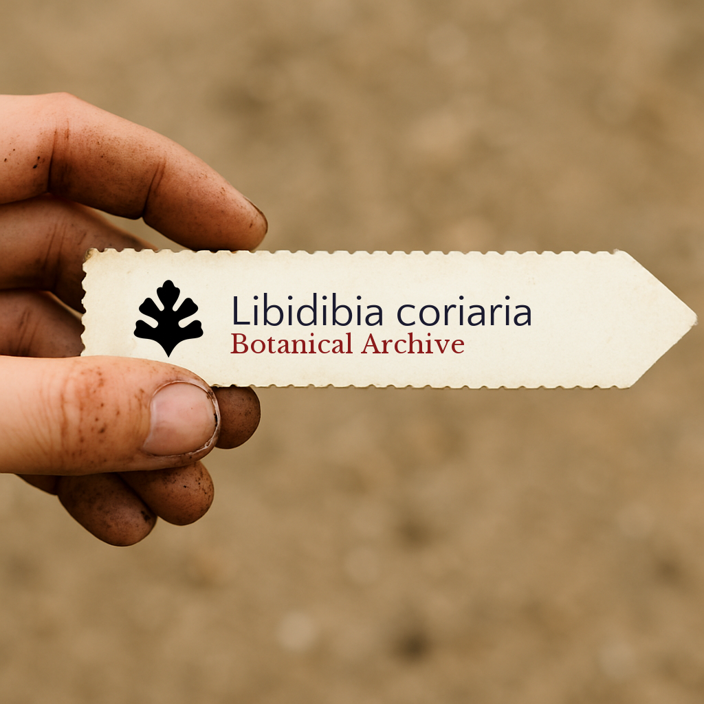 Etichetta vegetale stampata per Libidibia coriaria con logo Botanical Archive tenuta da una mano sporca