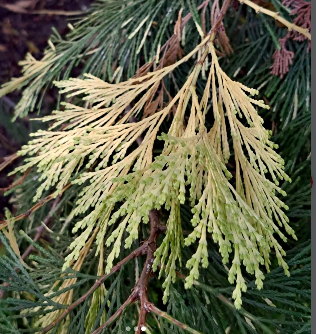 Libocedrus decurrens VARIEGATED 20-40cm | Incense cedar