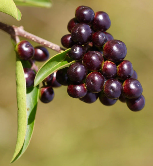 Ligustrum vulgare glossy dark purple berries with elongated green leaves on branch
