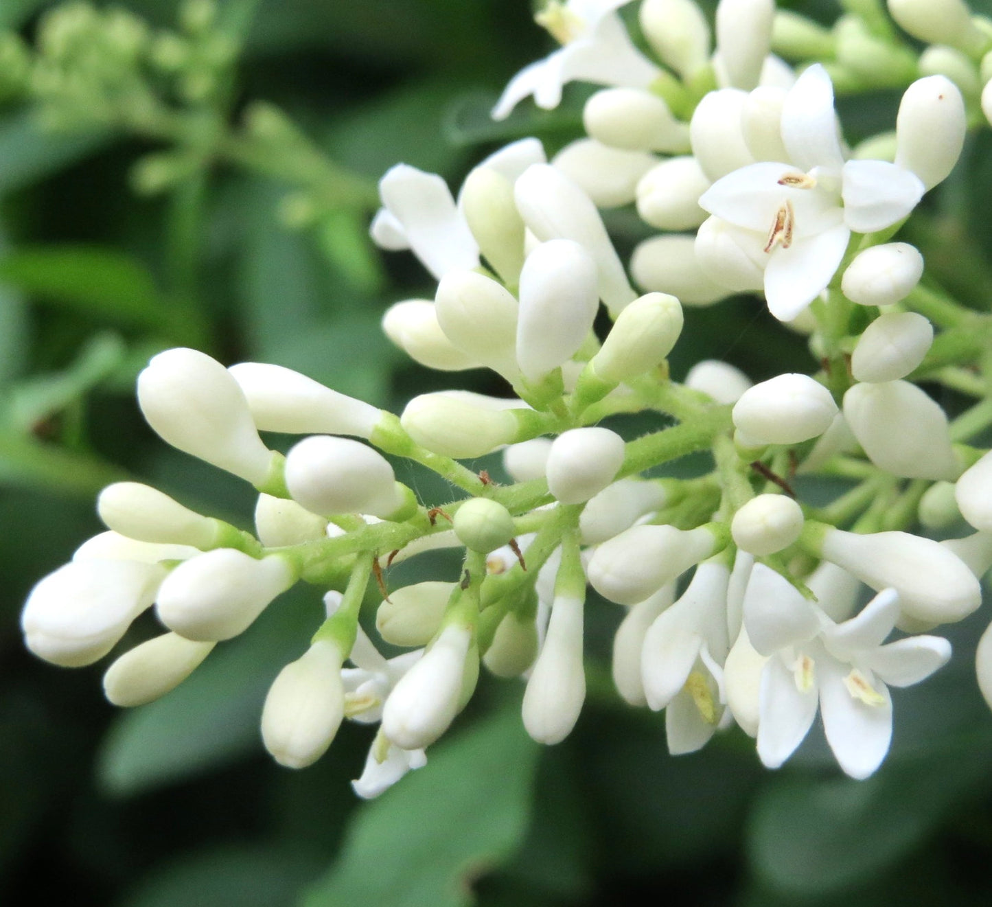 Ligustrum vulgare | Common privet | Wild privet
