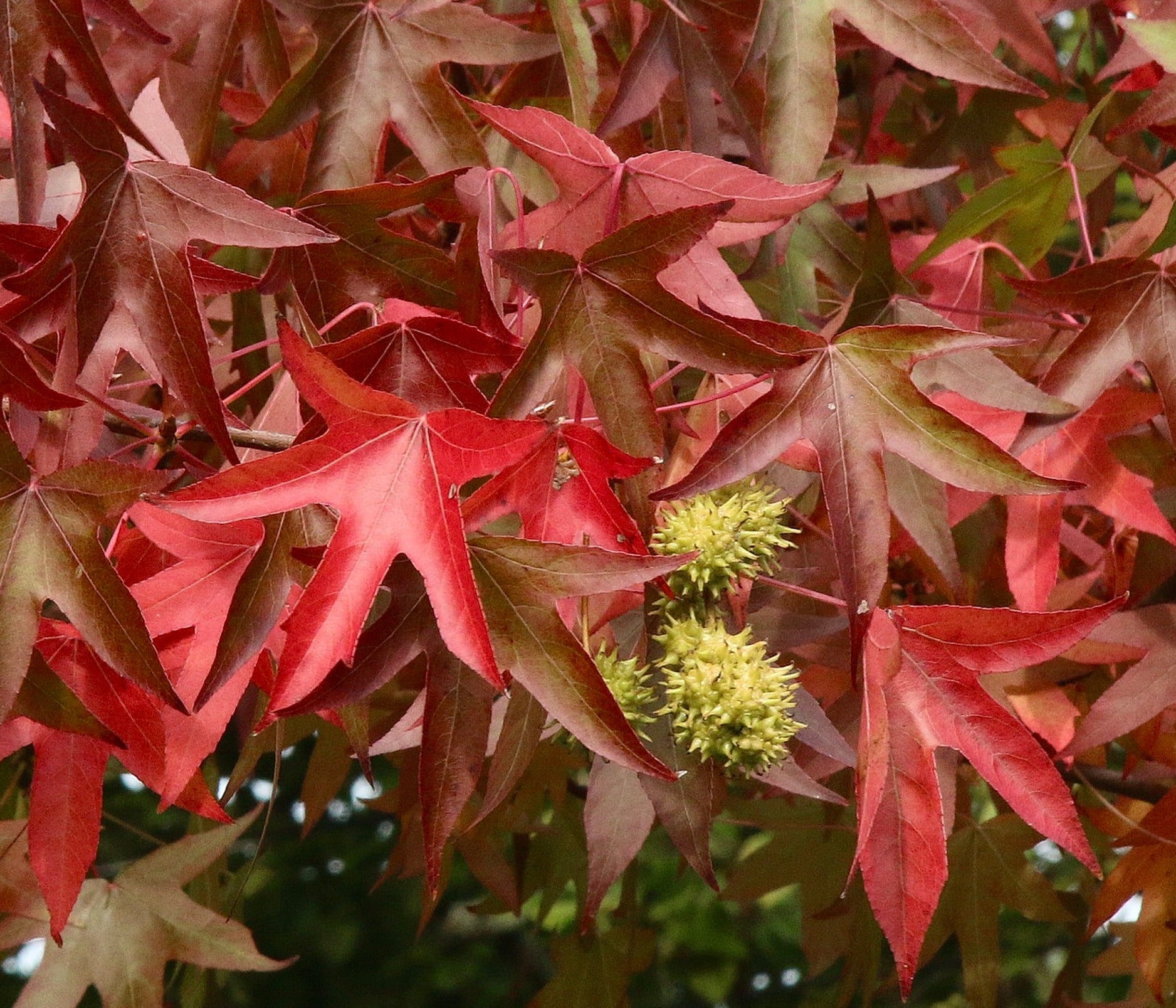 Foglie autunnali di un rosso vibrante di Liquidambar styraciflua con capsule di semi verdi spinose in primo piano