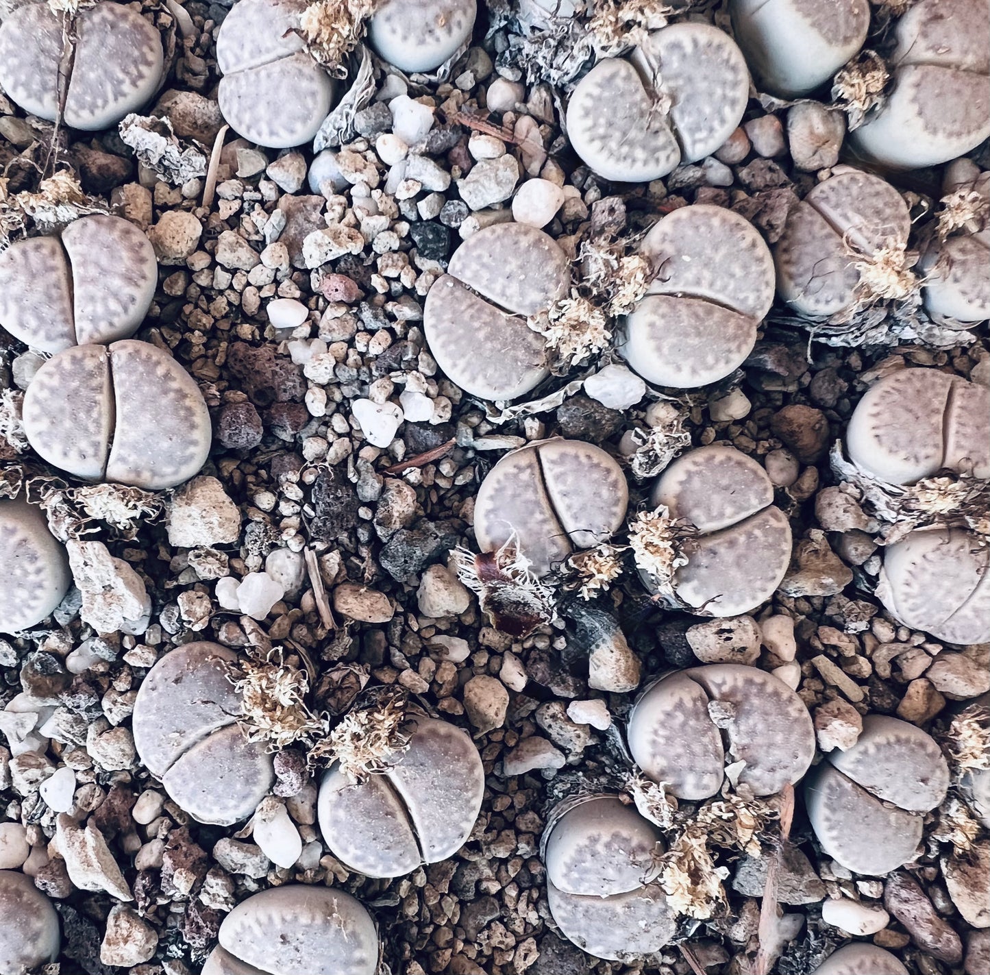 Lithops amicorum C410 (75 km SE Aus, Namibia) | Living stones