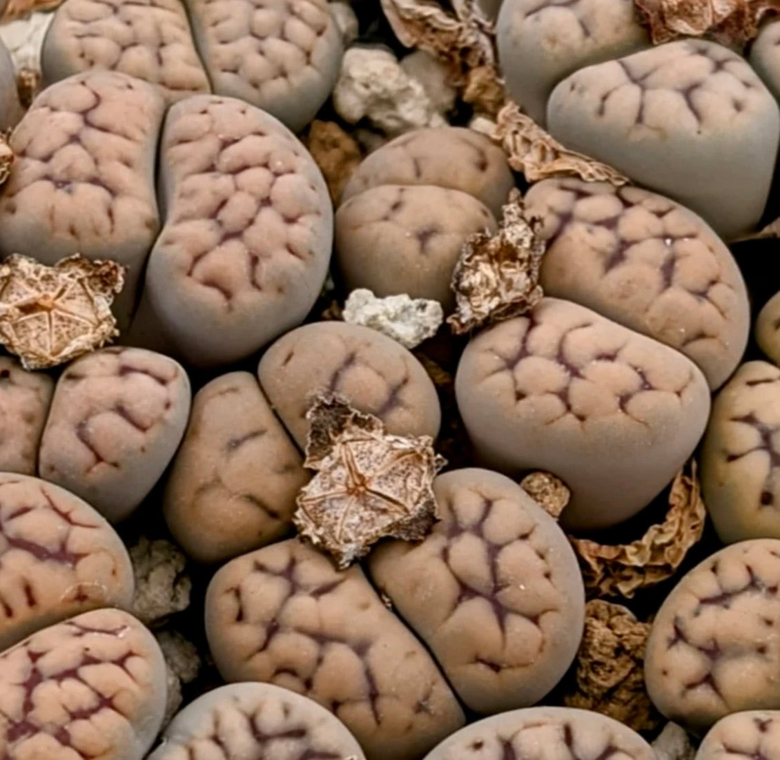 Lithops schwantesii rare succulent with brain-like patterned grayish-beige leaves