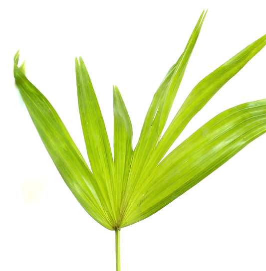 Livistona chinensis | Palma Ventaglio Cinese | Palma Fontana