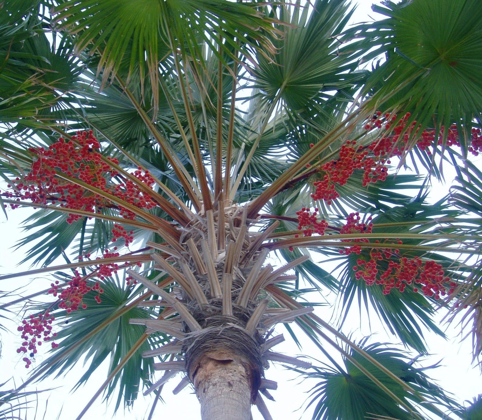 Palma Livistona rotundifolia con foglie tonde a ventaglio e grappoli di bacche rosse vivaci