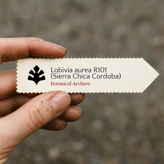 Etichetta stampata per pianta di Lobivia aurea R101 tenuta a mano con sfondo di terra