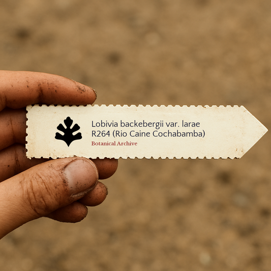 Etichetta per pianta stampata per Lobivia backebergii var. larae con il logo di Botanical Archive
