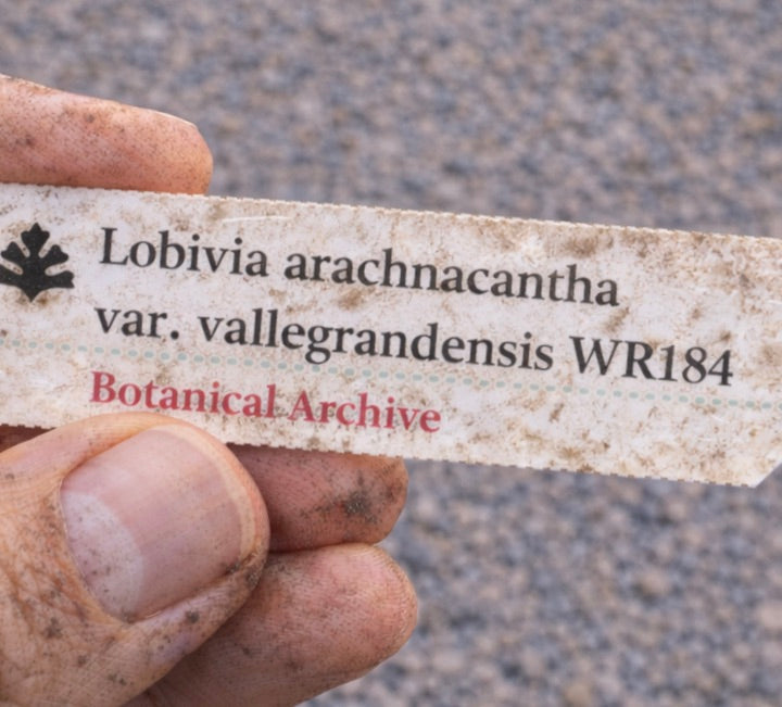 Plant label for Lobivia arachnacantha var. vallegrandensis with Botanical Archive text