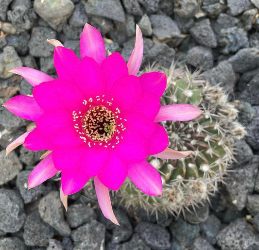 Cactus Lobivia cardenasiana con fiore rosa brillante e fusto verde spinato su rocce vulcaniche