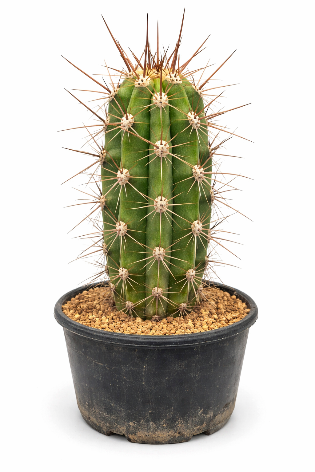 Cactus verde Lobivia escayachensis con spine lunghe marroni in vaso nero