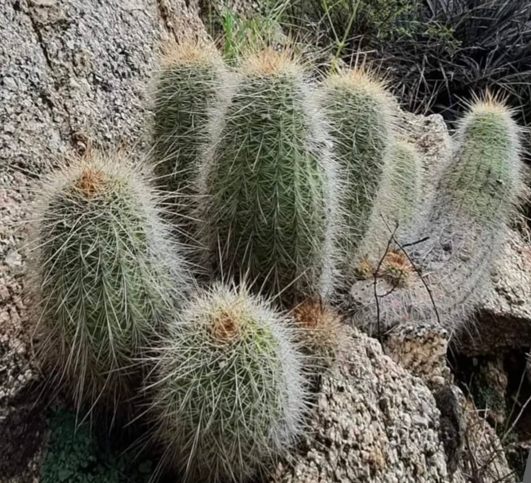 Lobivia huascha cluster of green cylindrical cacti with dense white spines growing on rocky terrain