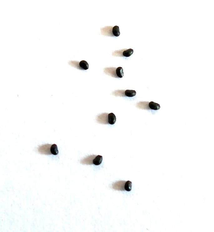 Lobivia narvaezensis cactus seeds scattered on white background for planting