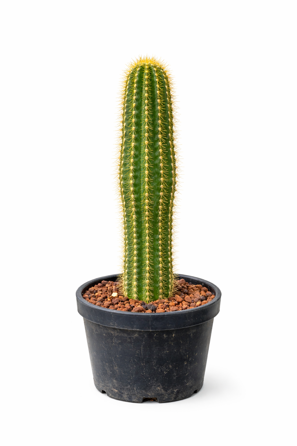 Lobivia narvaezensis tall green cactus with yellow spines in black plastic pot