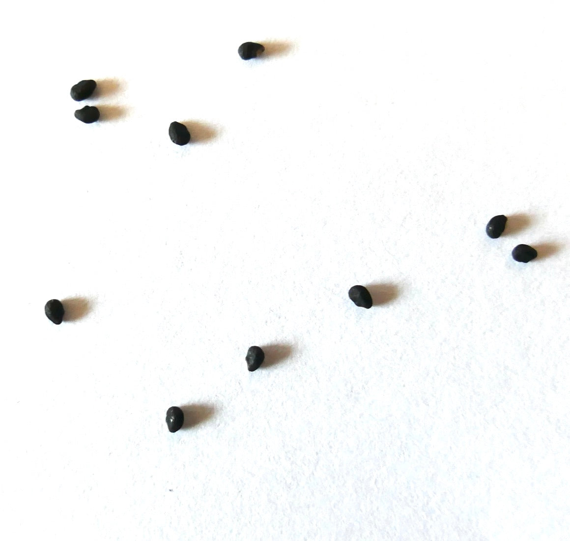 Lobivia pentlandii cactus seeds scattered on white background for succulent propagation
