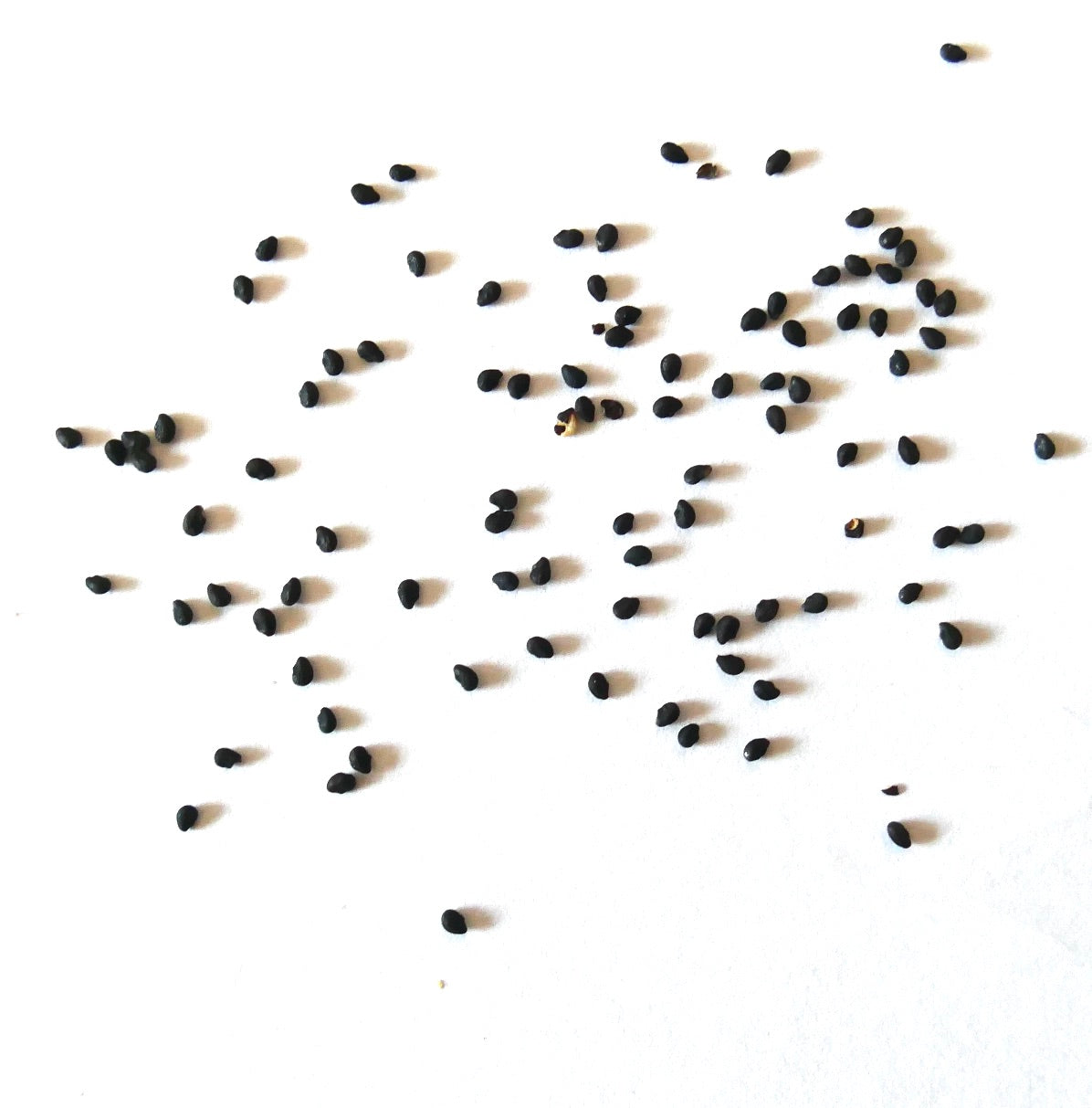 Lobivia pentlandii black cactus seeds scattered on white background