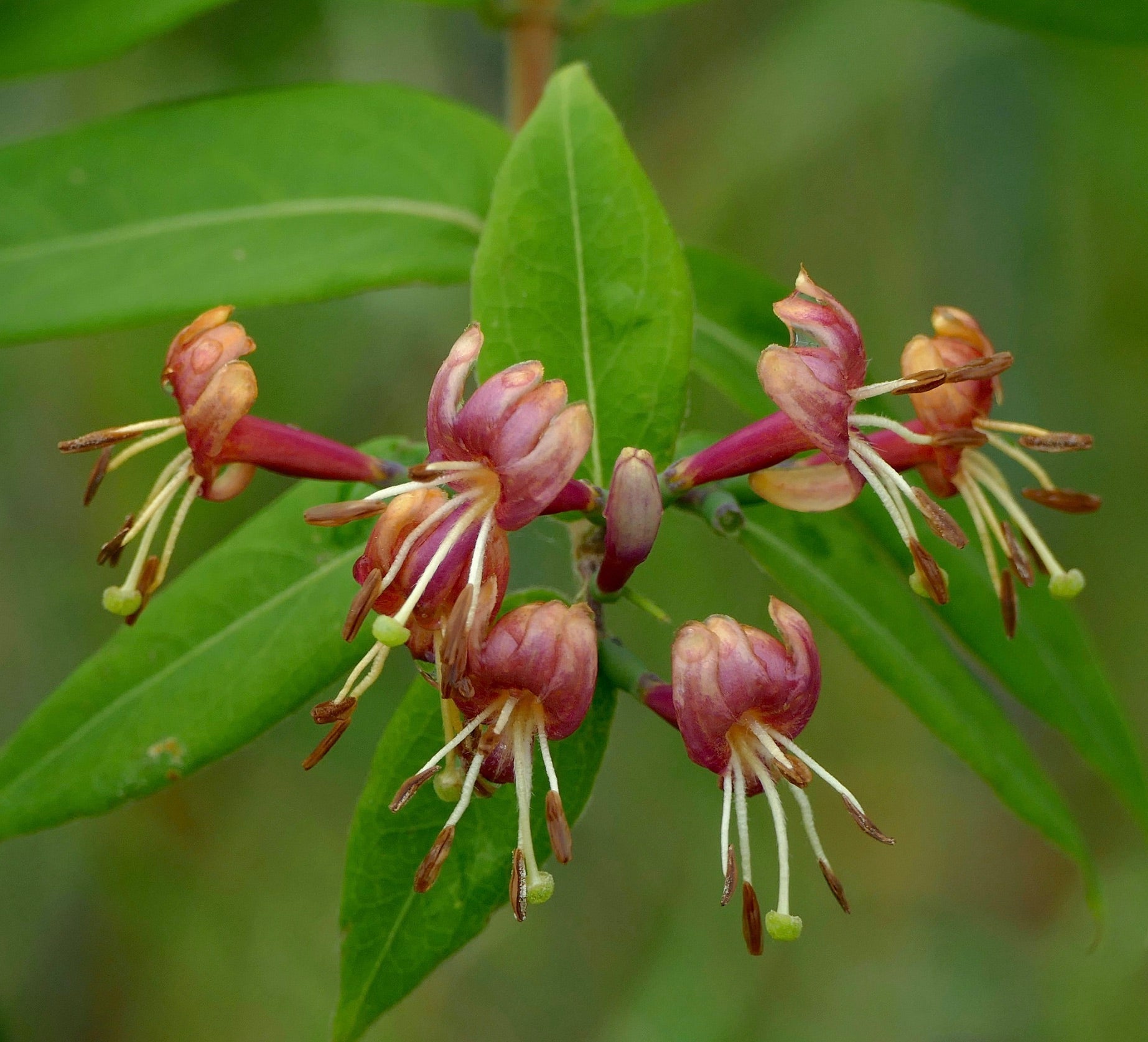 Lonicera henryi delicati fiori tubolari rosa e arancioni con foglie verdi a forma di lancia