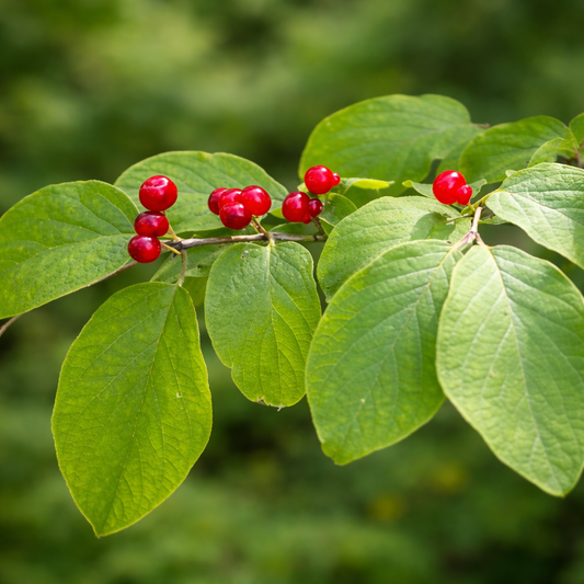 Lonicera xylosteum branch with bright red berries and green leaves in natural setting