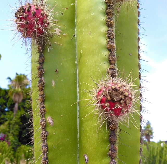 Lophocereus marginatus cactus stem with red grafted growths and long spines outdoors