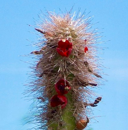 Fusto del cactus Lophocereus schottii con fitte spine bianche e piccoli fiori rossi contro un cielo azzurro