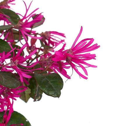 Loropetalum chinense cv 'Fire Dance' | Chinese fringe flower