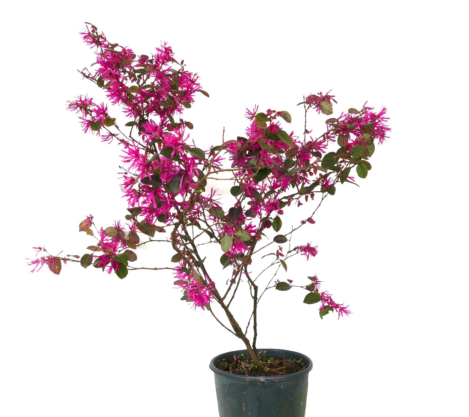 Arbusto Loropetalum chinense cv 'Fire Dance' con fiori a frangia rosa acceso e foglie verdi in vaso