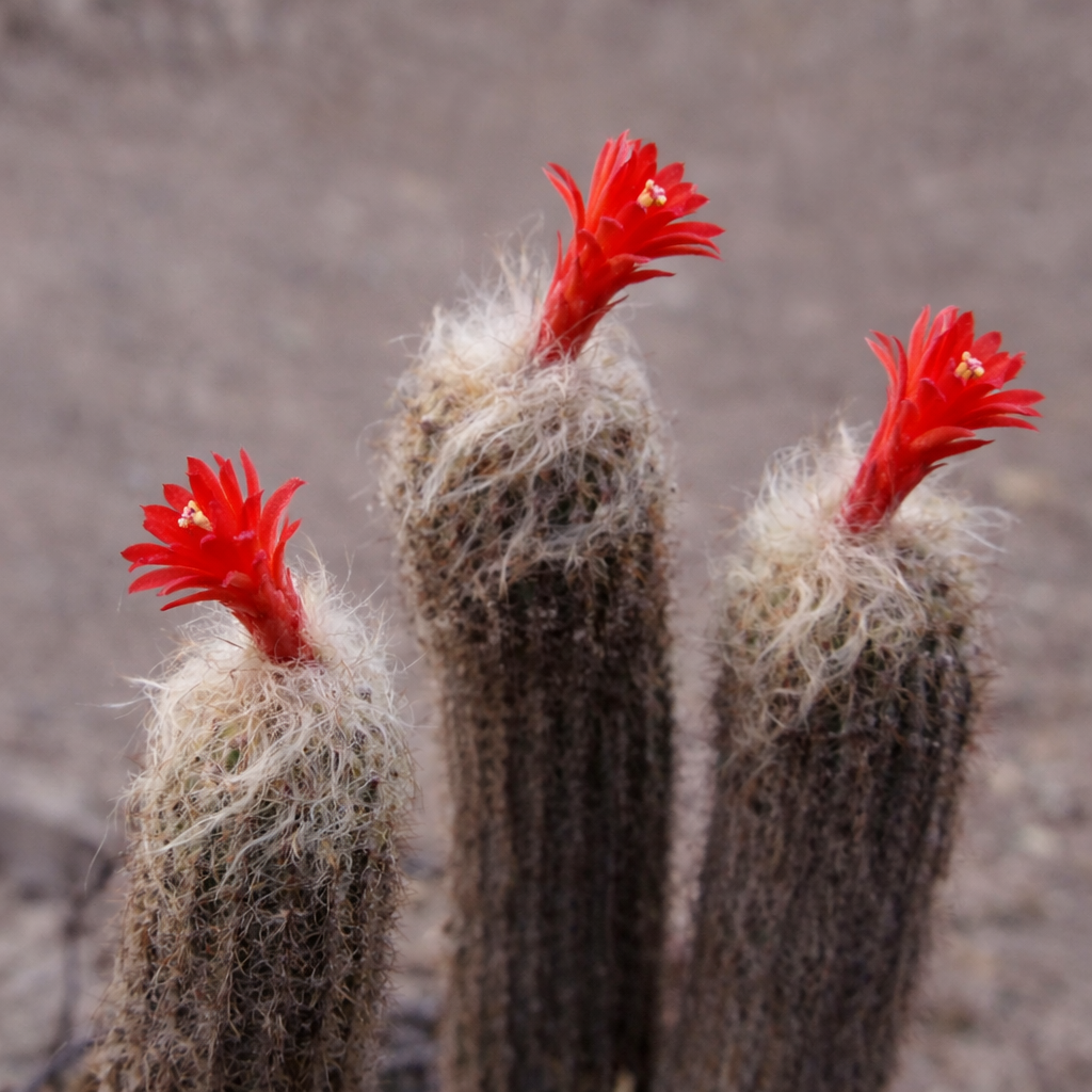 Loxanthocereus hoffmannii cactus with tall cylindrical stems and bright red flowers