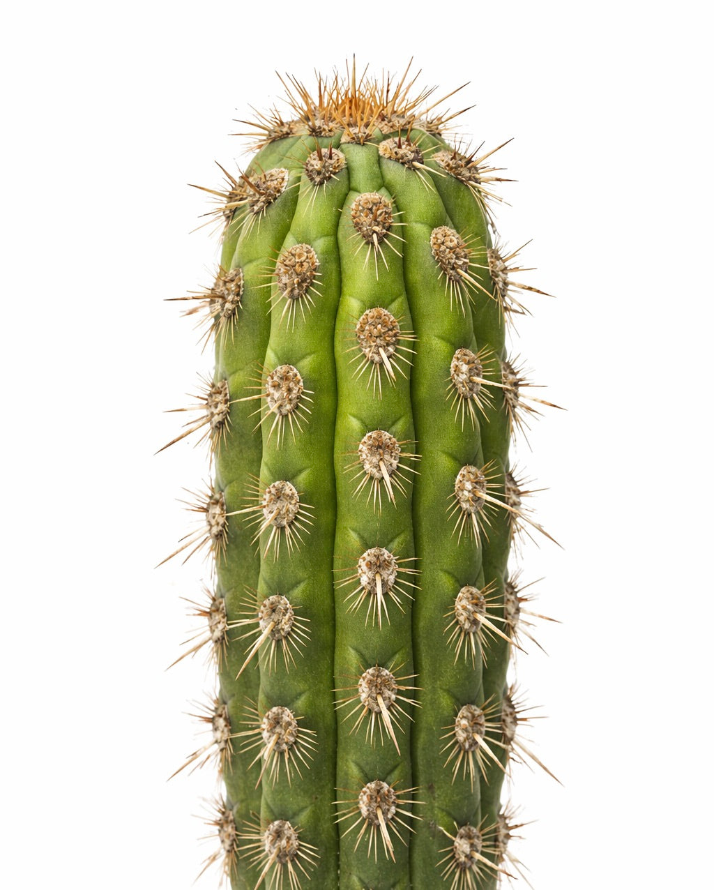 Loxanthocereus pullatus alto cactus verde con spine marroni prominenti e struttura costolata