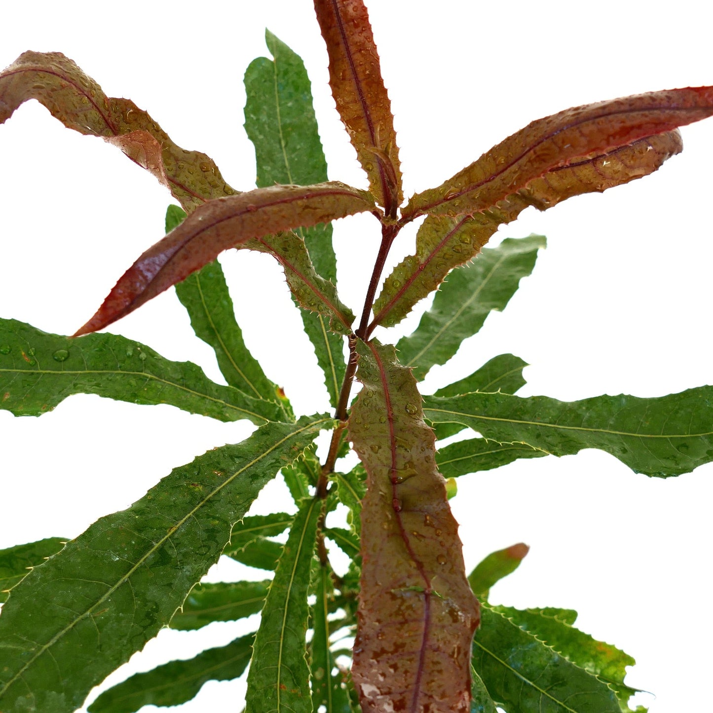 Macadamia integrifolia young plant with elongated serrated green and reddish leaves with water droplets
