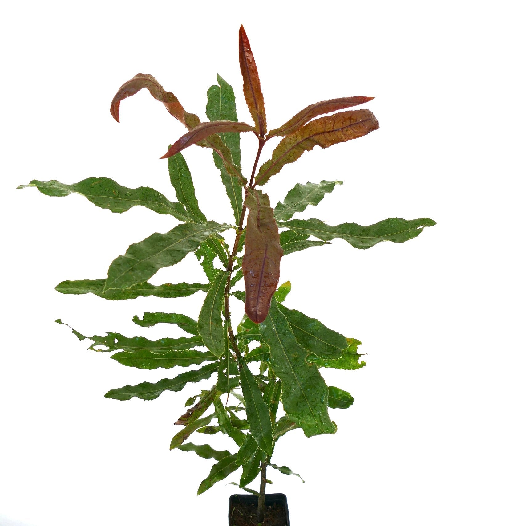 Macadamia integrifolia young tree with elongated green and reddish leaves in pot