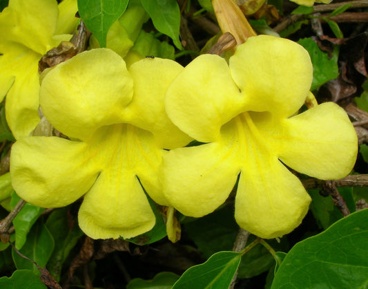 Macfadyena unguis-cati | Cat's claw vine | Yellow trumpet vine