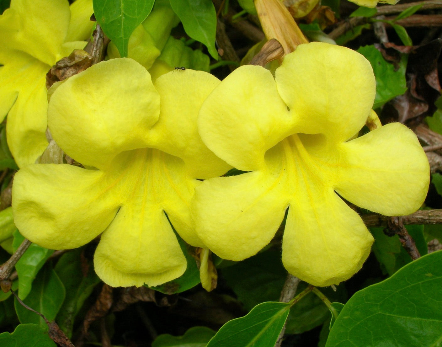 I vivaci fiori gialli a forma di tromba di Macfadyena unguis-cati con sfondo di fogliame verde