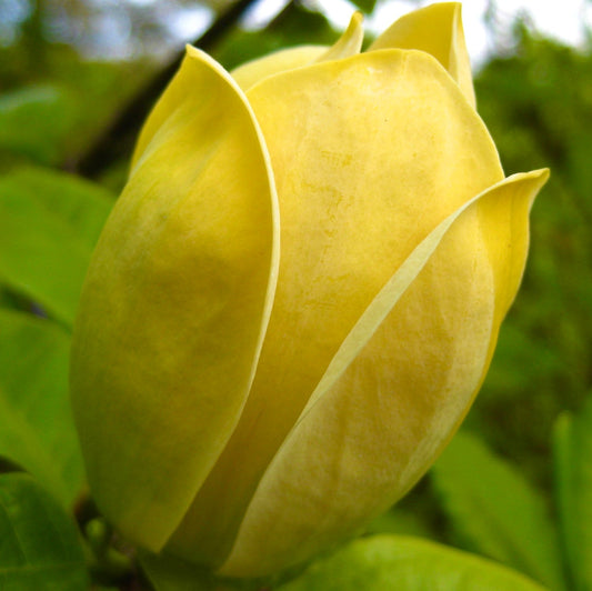 Magnolia brooklynensis 'Yellow Bird' rare yellow magnolia flower bud close-up