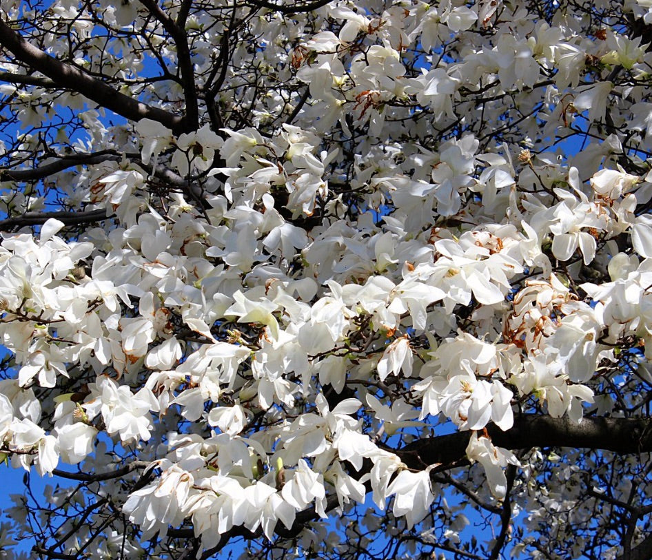 Fiori bianchi profumati di Magnolia denudata che sbocciano sui rami degli alberi contro il cielo azzurro