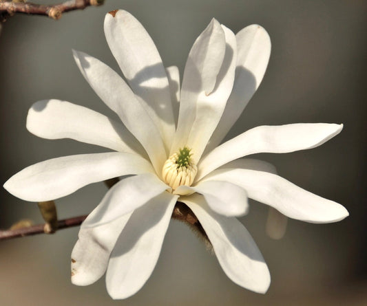 Grande fiore bianco a forma di stella di Magnolia kobus con petali delicati che sbocciano sul ramo