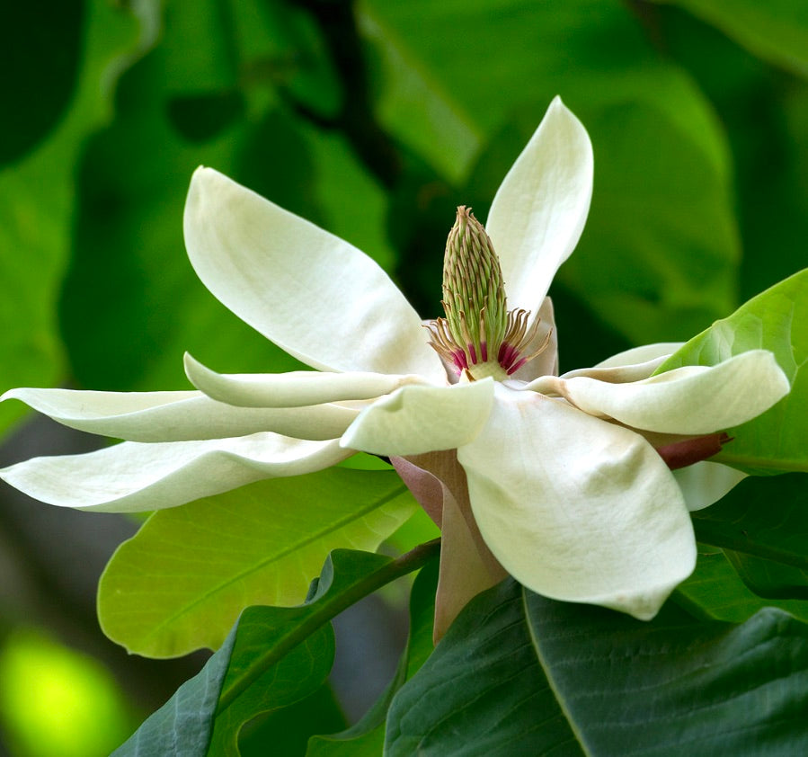 Grande fiore bianco crema di Magnolia officinalis con cono centrale prominente e foglie verdi