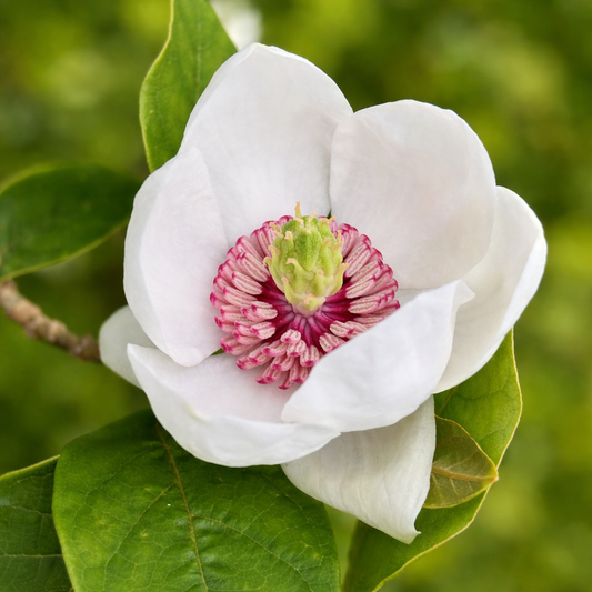 Magnolia sieboldii white flower with pink stamens and green leaves close-up