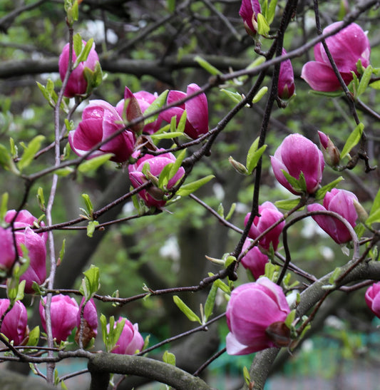 Fiori a coppa di colore rosa vibrante di Magnolia soulangeana con foglie verde fresco sui rami