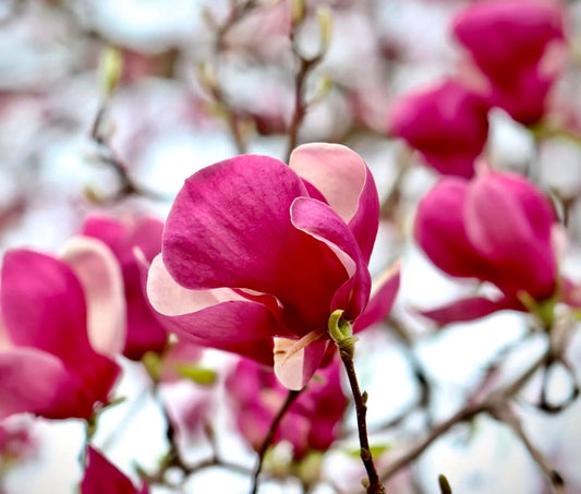 Magnolia soulangeana cv SATISFACTION vibrant pink and white large saucer-shaped flowers blooming on branches