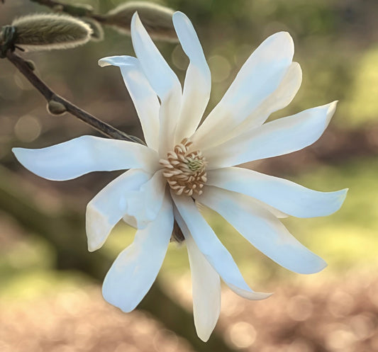 Magnolia stellata delicato fiore bianco a forma di stella con petali sottili e boccioli pelosi