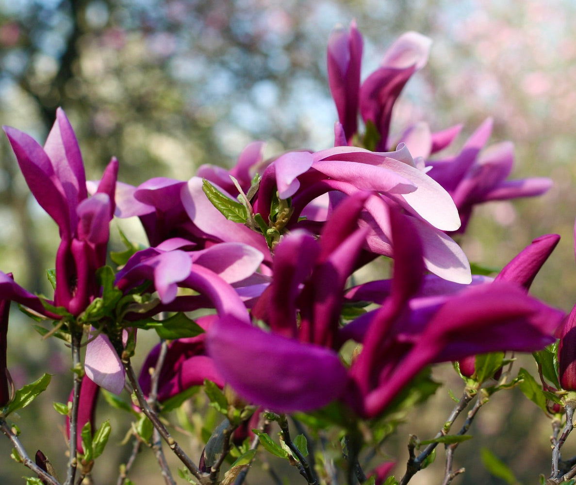 Magnolia susan petali grandi vibranti viola-rosa con foglie verdi fresche in fiore all'aperto