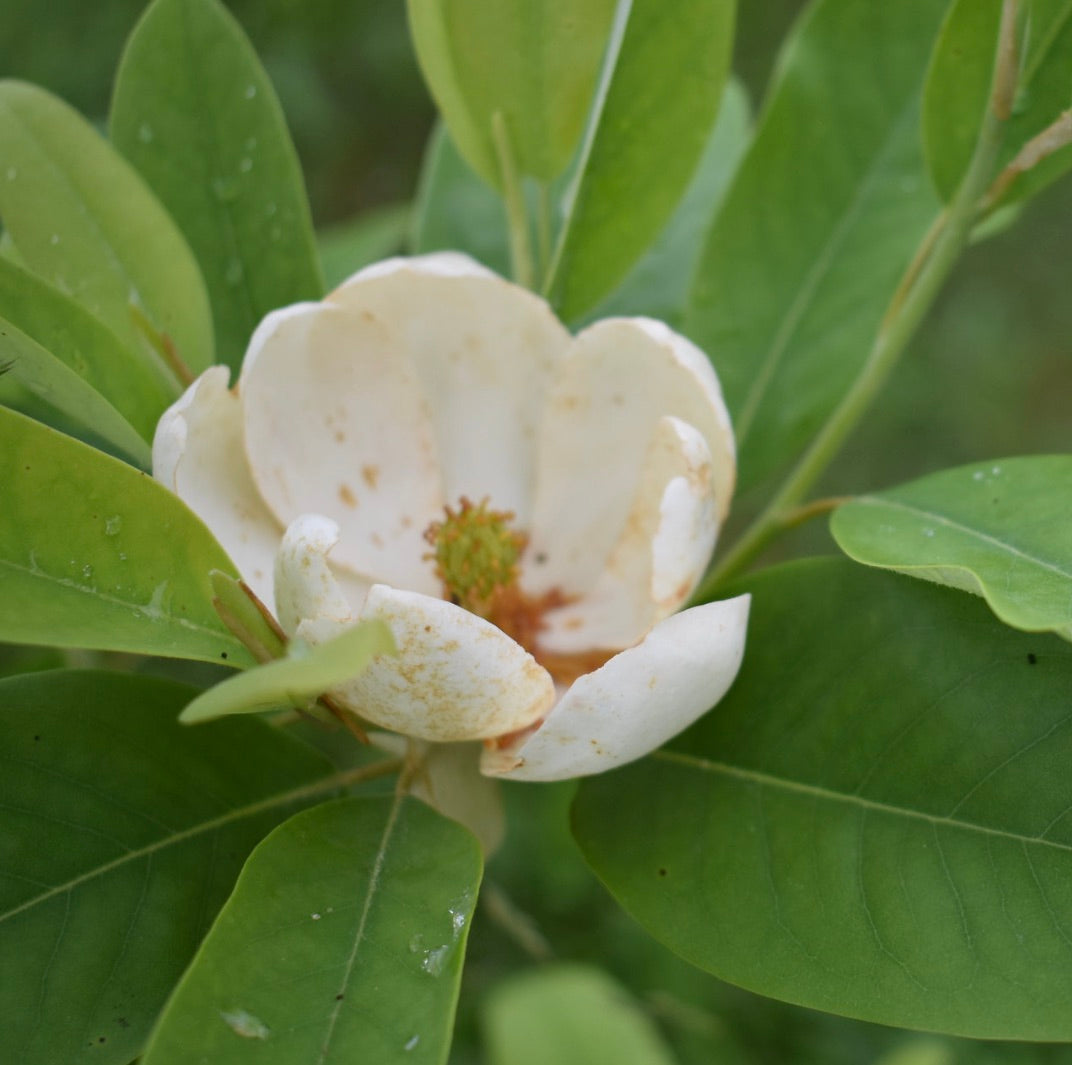 Fiore bianco profumato di Magnolia virginiana con foglie verdi lucide e macchie naturali di invecchiamento