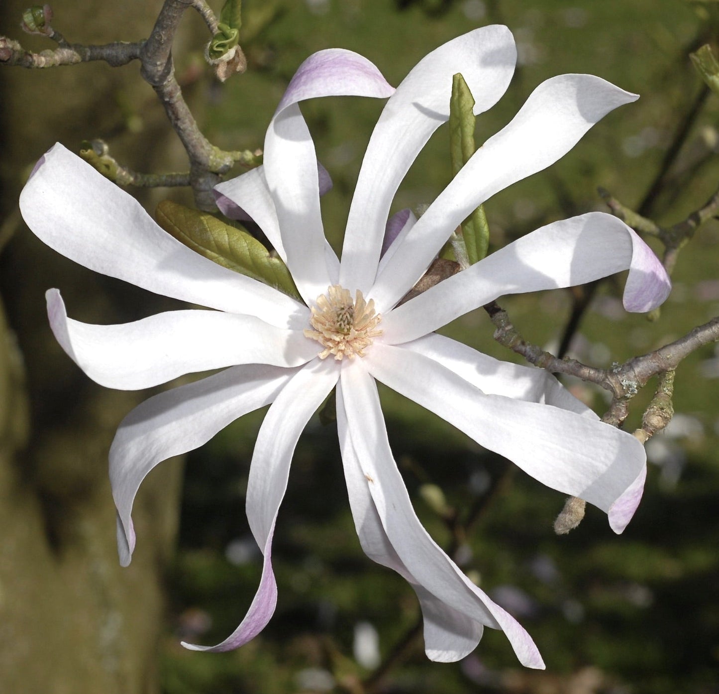 Magnolia x loebneri cv. 'Leonard Messel' delicato fiore bianco a forma di stella con punte rosa