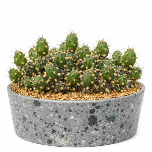 Maihueniopsis glomeratus atrospinosus piccolo cactus a grappolo con spine gialle appuntite in vaso grigio