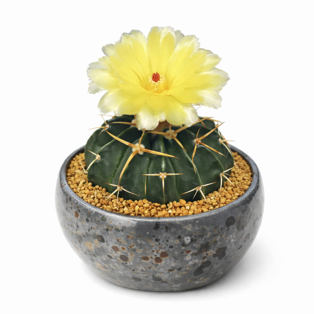Malacocarpus leucocarpa piccolo cactus rotondo con fiore giallo in vaso screziato