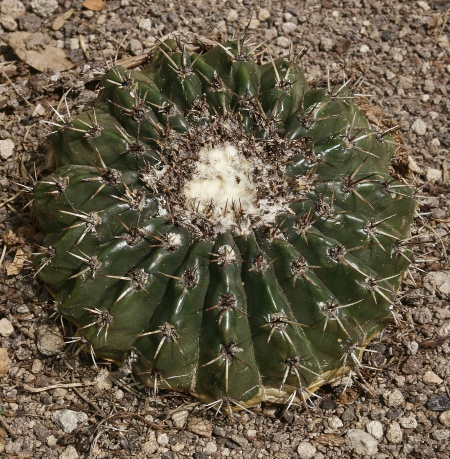 Malacocarpus turbinata raro cactus rotondo verde scuro con centro bianco lanuginoso e spine appuntite