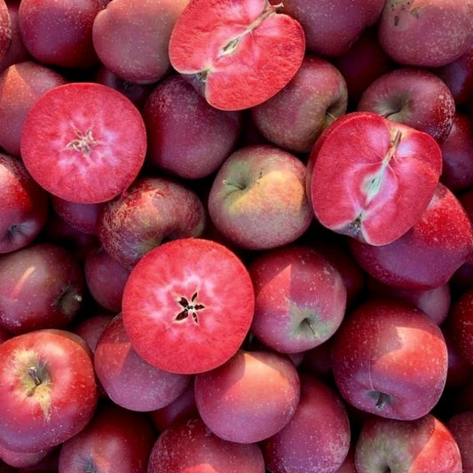 Malus domestica cv RED LOVE