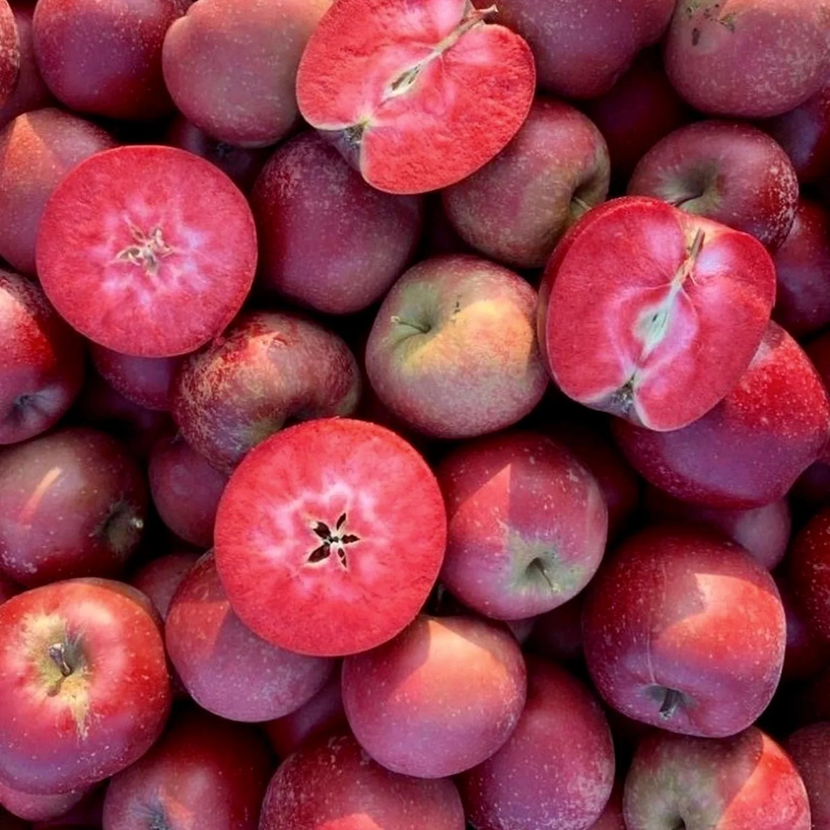 Malus domestica cv RED LOVE mele rosse mature con polpa rosso vibrante e buccia liscia