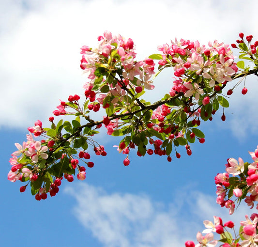 Malus floribunda fiori delicati rosa e bianchi con boccioli rosso vivo su rami verdi fogliosi